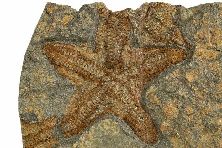 Very Detailed, Ordovician Fossil Starfish - Morocco #321045